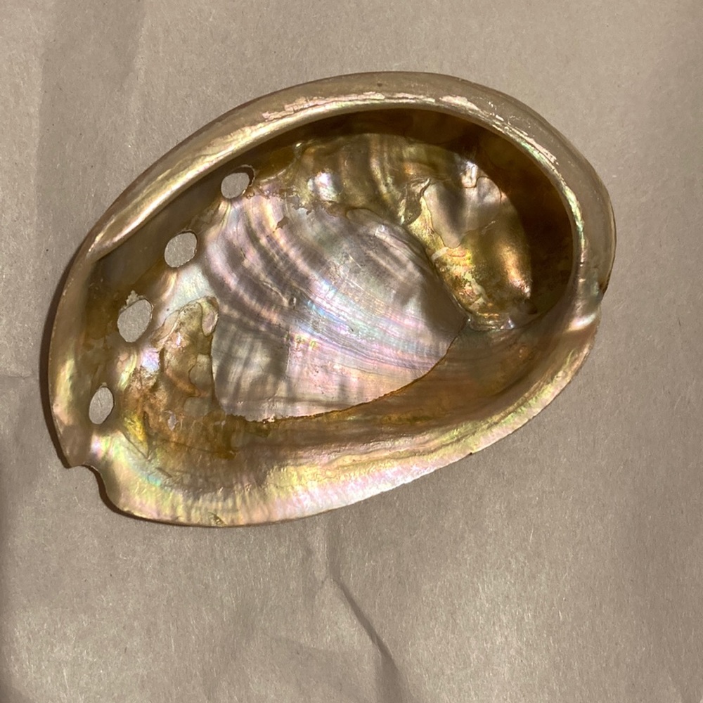 Abalone shell